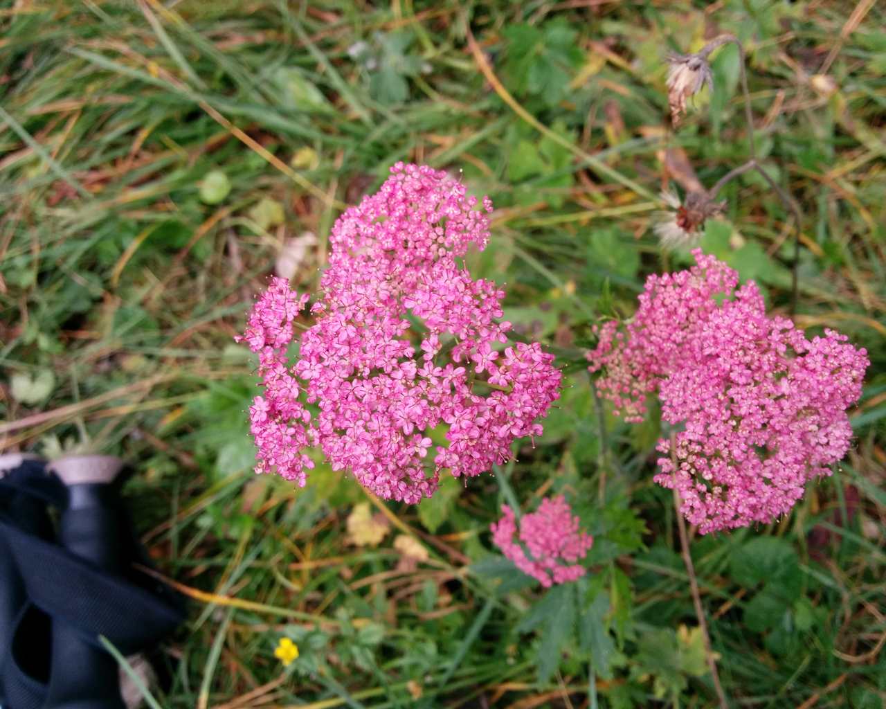 Pimpinella major